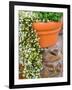 Pot of Flowering Bacopa at Viansa Winery, Sonoma Valley, California, USA-Julie Eggers-Framed Photographic Print