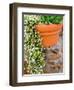 Pot of Flowering Bacopa at Viansa Winery, Sonoma Valley, California, USA-Julie Eggers-Framed Photographic Print