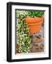 Pot of Flowering Bacopa at Viansa Winery, Sonoma Valley, California, USA-Julie Eggers-Framed Photographic Print