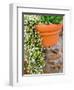 Pot of Flowering Bacopa at Viansa Winery, Sonoma Valley, California, USA-Julie Eggers-Framed Photographic Print