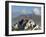 Potala Palace, Former Palace of the Dalai Lama, Unesco World Heritage Site, Lhasa, Tibet, China-Ethel Davies-Framed Photographic Print