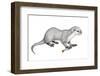 Potamotherium-null-Framed Photographic Print