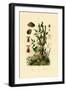 Potato, 1833-39-null-Framed Giclee Print