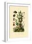 Potato, 1833-39-null-Framed Giclee Print