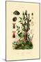 Potato, 1833-39-null-Mounted Giclee Print