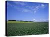 Potato and Wheat Fields Near Furano, Hokkaido Island, Japan, Asia-Gavin Hellier-Stretched Canvas