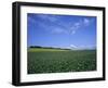 Potato and Wheat Fields Near Furano, Hokkaido Island, Japan, Asia-Gavin Hellier-Framed Photographic Print