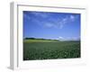 Potato and Wheat Fields Near Furano, Hokkaido Island, Japan, Asia-Gavin Hellier-Framed Photographic Print