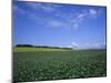 Potato and Wheat Fields Near Furano, Hokkaido Island, Japan, Asia-Gavin Hellier-Mounted Photographic Print