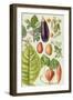 Potato, Aubergine, Tobacco and Winter Cherry-Elizabeth Rice-Framed Premium Giclee Print