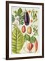 Potato, Aubergine, Tobacco and Winter Cherry-Elizabeth Rice-Framed Premium Giclee Print