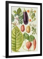 Potato, Aubergine, Tobacco and Winter Cherry-Elizabeth Rice-Framed Premium Giclee Print