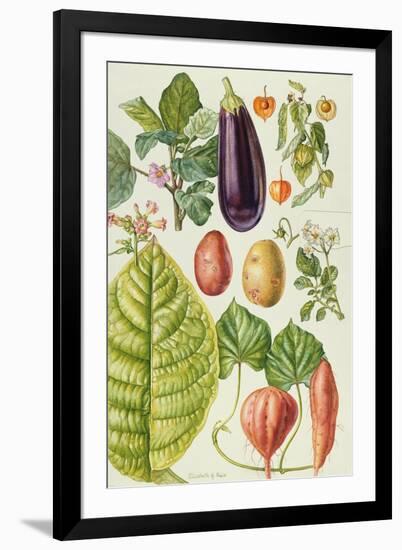 Potato, Aubergine, Tobacco and Winter Cherry-Elizabeth Rice-Framed Premium Giclee Print