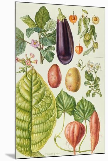 Potato, Aubergine, Tobacco and Winter Cherry-Elizabeth Rice-Mounted Giclee Print