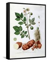 Potato, Botanical Plate from "La Botanique Mise a La Portee De Tout Le Monde"-Genevieve Regnault De Nangis-Framed Stretched Canvas