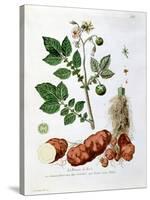 Potato, Botanical Plate from "La Botanique Mise a La Portee De Tout Le Monde"-Genevieve Regnault De Nangis-Stretched Canvas