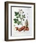 Potato, Botanical Plate from "La Botanique Mise a La Portee De Tout Le Monde"-Genevieve Regnault De Nangis-Framed Giclee Print