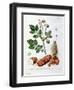 Potato, Botanical Plate from "La Botanique Mise a La Portee De Tout Le Monde"-Genevieve Regnault De Nangis-Framed Giclee Print