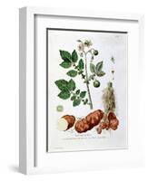 Potato, Botanical Plate from "La Botanique Mise a La Portee De Tout Le Monde"-Genevieve Regnault De Nangis-Framed Giclee Print