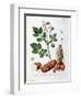 Potato, Botanical Plate from "La Botanique Mise a La Portee De Tout Le Monde"-Genevieve Regnault De Nangis-Framed Giclee Print