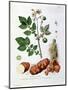 Potato, Botanical Plate from "La Botanique Mise a La Portee De Tout Le Monde"-Genevieve Regnault De Nangis-Mounted Giclee Print