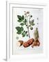 Potato, Botanical Plate from "La Botanique Mise a La Portee De Tout Le Monde"-Genevieve Regnault De Nangis-Framed Giclee Print