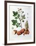 Potato, Botanical Plate from "La Botanique Mise a La Portee De Tout Le Monde"-Genevieve Regnault De Nangis-Framed Giclee Print