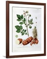 Potato, Botanical Plate from "La Botanique Mise a La Portee De Tout Le Monde"-Genevieve Regnault De Nangis-Framed Giclee Print