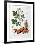 Potato, Botanical Plate from "La Botanique Mise a La Portee De Tout Le Monde"-Genevieve Regnault De Nangis-Framed Giclee Print