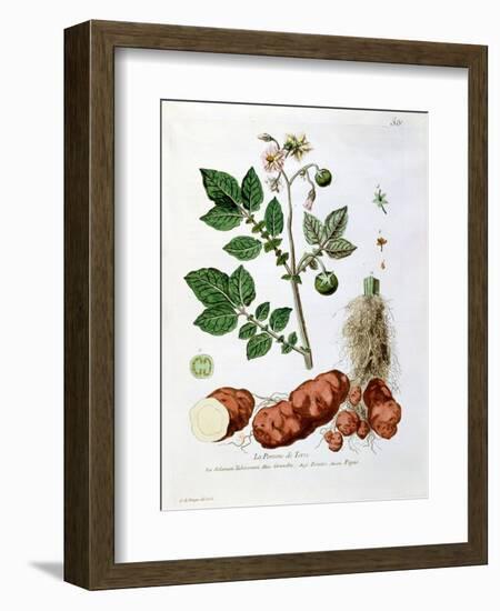 Potato, Botanical Plate from "La Botanique Mise a La Portee De Tout Le Monde"-Genevieve Regnault De Nangis-Framed Premium Giclee Print