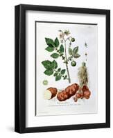 Potato, Botanical Plate from "La Botanique Mise a La Portee De Tout Le Monde"-Genevieve Regnault De Nangis-Framed Premium Giclee Print