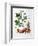 Potato, Botanical Plate from "La Botanique Mise a La Portee De Tout Le Monde"-Genevieve Regnault De Nangis-Framed Premium Giclee Print