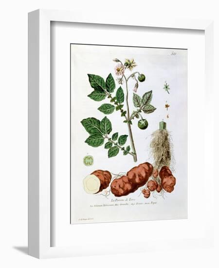 Potato, Botanical Plate from "La Botanique Mise a La Portee De Tout Le Monde"-Genevieve Regnault De Nangis-Framed Premium Giclee Print