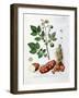 Potato, Botanical Plate from "La Botanique Mise a La Portee De Tout Le Monde"-Genevieve Regnault De Nangis-Framed Giclee Print