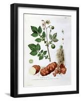 Potato, Botanical Plate from "La Botanique Mise a La Portee De Tout Le Monde"-Genevieve Regnault De Nangis-Framed Giclee Print