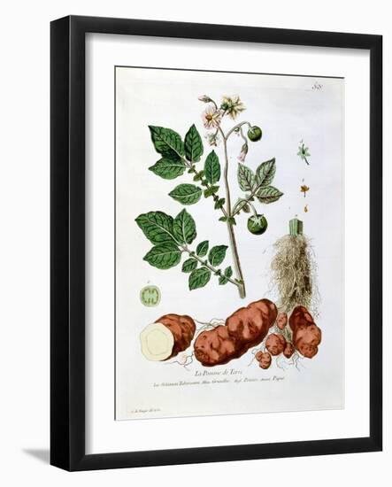 Potato, Botanical Plate from "La Botanique Mise a La Portee De Tout Le Monde"-Genevieve Regnault De Nangis-Framed Giclee Print