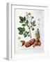 Potato, Botanical Plate from "La Botanique Mise a La Portee De Tout Le Monde"-Genevieve Regnault De Nangis-Framed Giclee Print