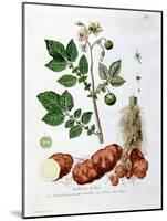 Potato, Botanical Plate from "La Botanique Mise a La Portee De Tout Le Monde"-Genevieve Regnault De Nangis-Mounted Giclee Print