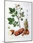 Potato, Botanical Plate from "La Botanique Mise a La Portee De Tout Le Monde"-Genevieve Regnault De Nangis-Mounted Giclee Print