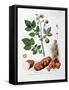 Potato, Botanical Plate from "La Botanique Mise a La Portee De Tout Le Monde"-Genevieve Regnault De Nangis-Framed Stretched Canvas