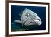 Potato Cod (Epinephelus Tuku) (Potato Grouper) (Potato Bass)-Louise Murray-Framed Photographic Print