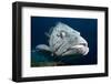 Potato Cod (Epinephelus Tuku) (Potato Grouper) (Potato Bass)-Louise Murray-Framed Photographic Print