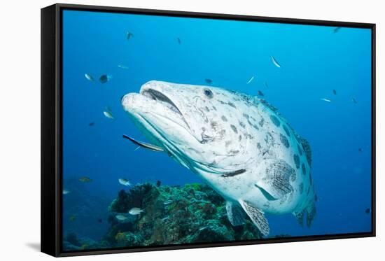 Potato Cod (Epinephelus Tukula) Being Cleaned by Cleaner Wrasse (Labroides Dimidiatus)-Louise Murray-Framed Stretched Canvas