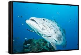 Potato Cod (Epinephelus Tukula) Being Cleaned by Cleaner Wrasse (Labroides Dimidiatus)-Louise Murray-Framed Stretched Canvas