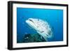 Potato Cod (Epinephelus Tukula) Being Cleaned by Cleaner Wrasse (Labroides Dimidiatus)-Louise Murray-Framed Photographic Print