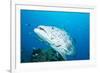 Potato Cod (Epinephelus Tukula) Being Cleaned by Cleaner Wrasse (Labroides Dimidiatus)-Louise Murray-Framed Photographic Print