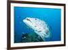 Potato Cod (Epinephelus Tukula) Being Cleaned by Cleaner Wrasse (Labroides Dimidiatus)-Louise Murray-Framed Photographic Print