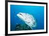 Potato Cod (Epinephelus Tukula) Being Cleaned by Cleaner Wrasse (Labroides Dimidiatus)-Louise Murray-Framed Photographic Print