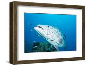 Potato Cod (Epinephelus Tukula) Being Cleaned by Cleaner Wrasse (Labroides Dimidiatus)-Louise Murray-Framed Photographic Print