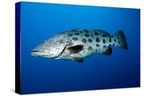 Potato Cod (Epinephelus Tukula) (Potato Grouper) (Potato Bass)-Louise Murray-Stretched Canvas